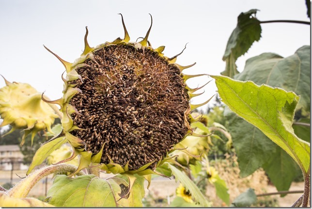 summer,nature,vegetables,garden,gardening,plants,Sunflowers