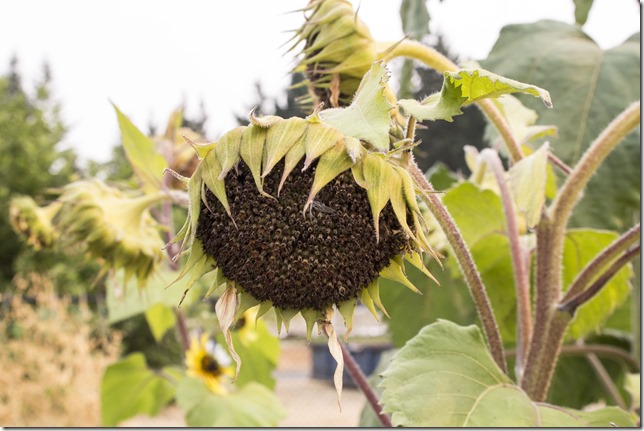 summer,nature,vegetables,garden,gardening,plants,Sunflowers