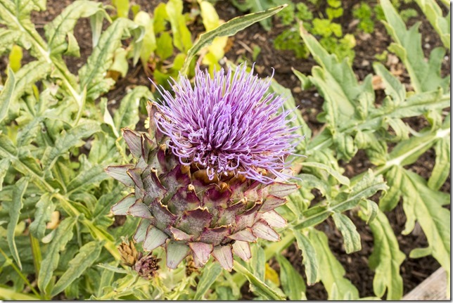 summer,nature,vegetables,garden,gardening,plants