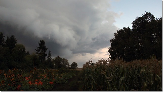 clouds,storm,time lapse,corn,farming,pumpkins,Seiffert&rsquo;s Farm,Lazo,Comox,nature