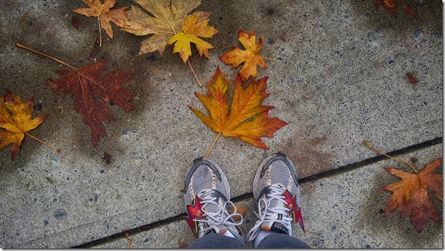 fall,nature,maple leaves