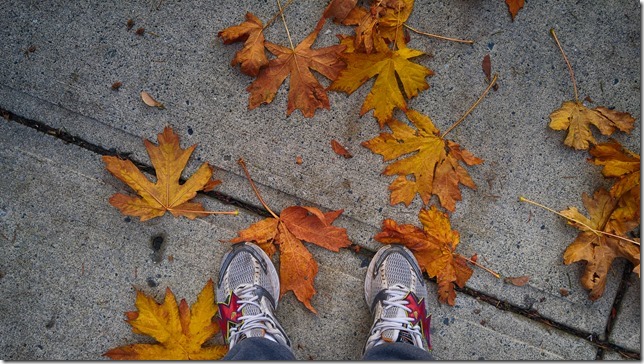 fall,nature,maple leaves
