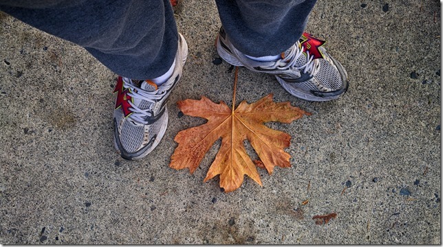 fall,nature,maple leaves