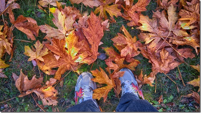 fall,nature,leaves,maple leaves