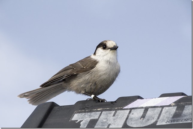 fall,snow,mountain,Mt Washington,nature,Vancouver Island,birds,Whiskey Jack
