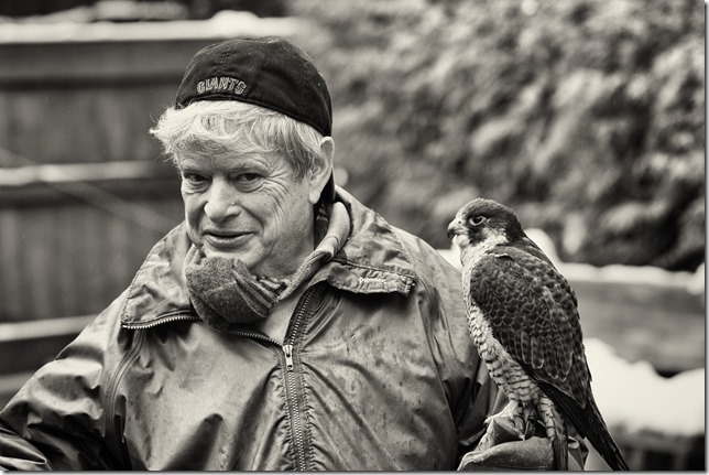 The Raptors,PNWR,birds,animals,education,wildlife,Cowichan Valley,winter,Peregrine Falcon