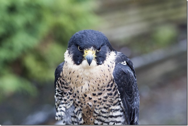 animals, birds, Cowichan Valley, education, falcon, Peregrine Falcon, PNWR, The Raptors, wildlife, Winter