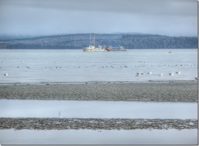ocean,fishing boats,fall,Georgia Strait,Salish Sea,Goose Spit,beach,birds