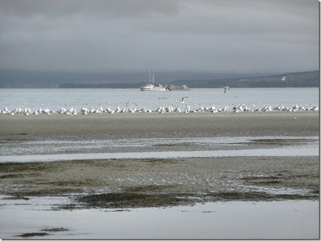 ocean,fishing boats,fall,Georgia Strait,Salish Sea,Goose Spit,beach,birds