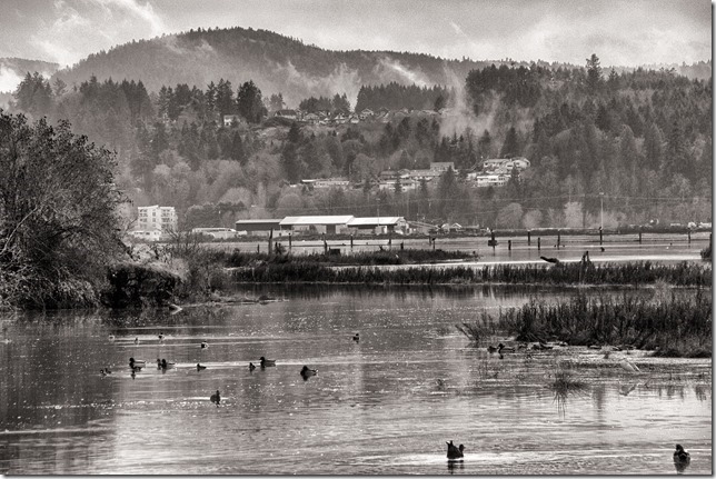 Cowichan Bay,nature,fall,marsh,Tzouhalem Road,Cowichan River, Cowichan river estuary,black and white