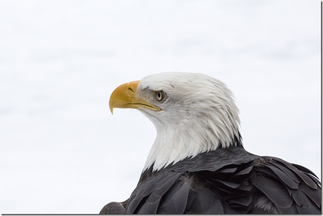 The Raptors,PNWR,birds,animals,education,wildlife,Cowichan Valley,winter,Bald Eagle, Pacific Northwest Raptors