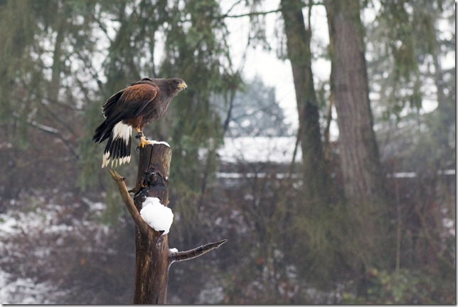 The Raptors,PNWR,birds,animals,education,wildlife,Cowichan Valley,winter,Harris Hawk