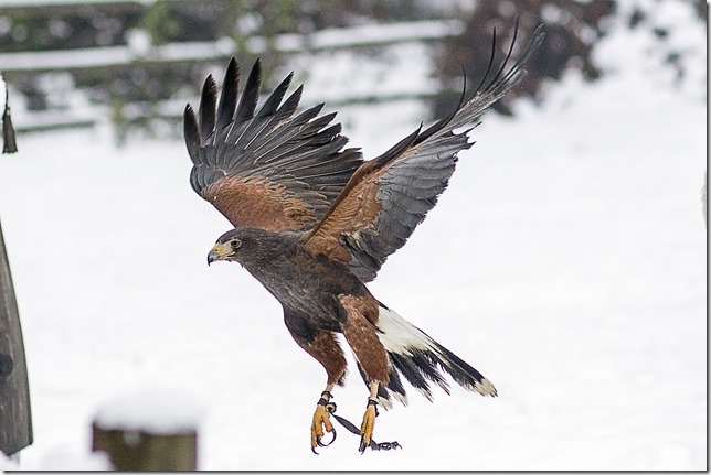 The Raptors,PNWR,birds,animals,education,wildlife,Cowichan Valley,winter,Harris Hawk
