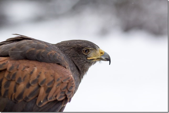 The Raptors,PNWR,birds,animals,education,wildlife,Cowichan Valley,winter,Harris Hawk