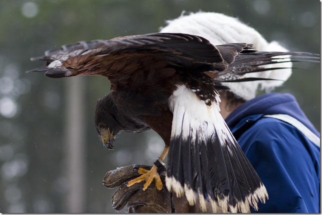 The Raptors,PNWR,birds,animals,education,wildlife,Cowichan Valley,winter,Harris Hawk