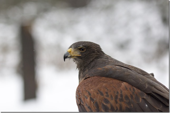 The Raptors,PNWR,birds,animals,education,wildlife,Cowichan Valley,winter,Harris Hawk