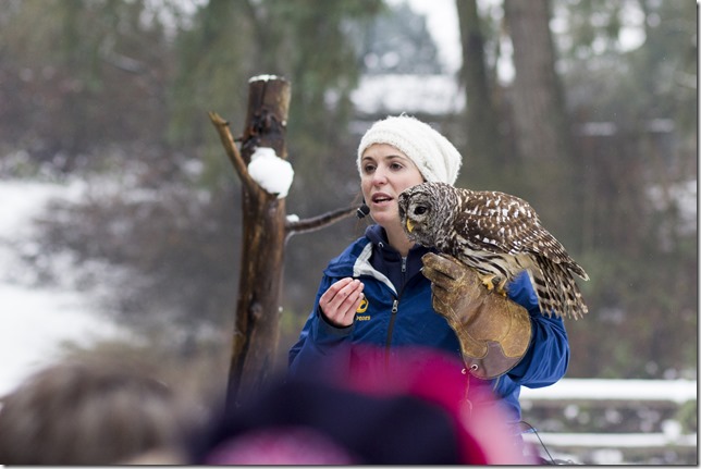 The Raptors,PNWR,birds,animals,education,wildlife,Cowichan Valley,winter,Barred Owl,owls
