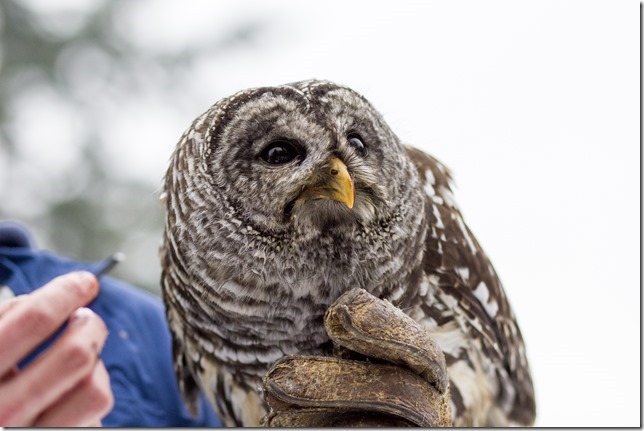 The Raptors,PNWR,birds,animals,education,wildlife,Cowichan Valley,winter,Barred Owl,owls