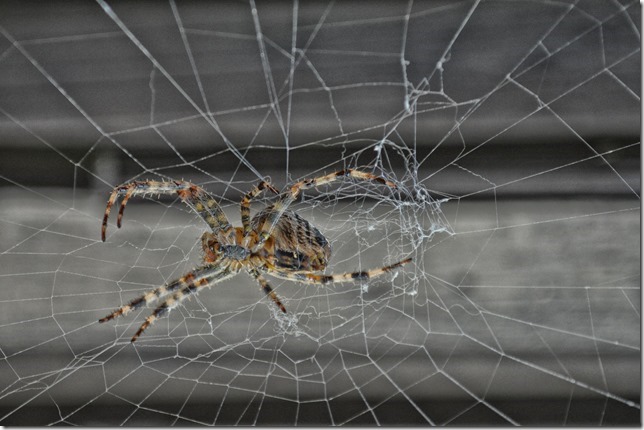 spiders,nature,close up