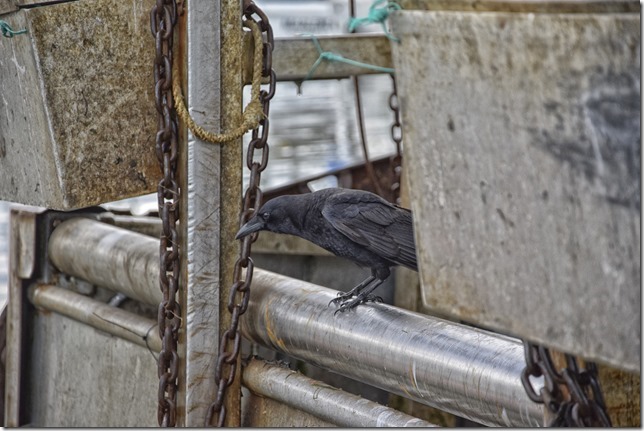 Comox,fisherman's wharf,marina,fish boat,winter,birds,Blackbird