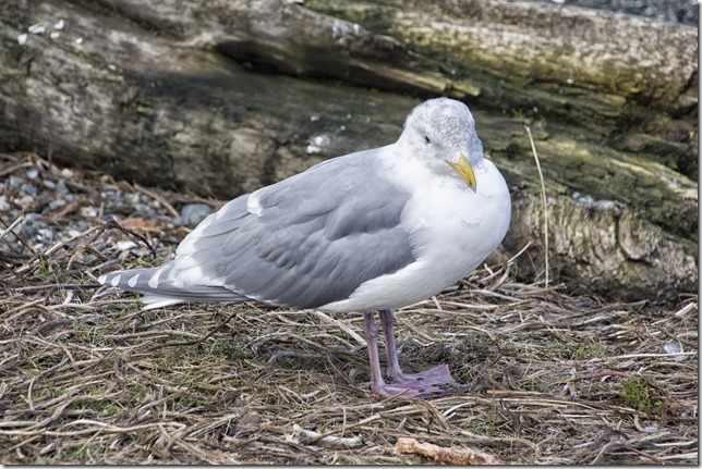 birds,seagull,nature,Victoria,Esquimalt Lagoon