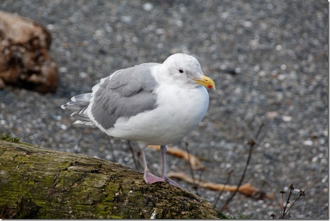 animals,birds,gulls,winter,nature,sea gull