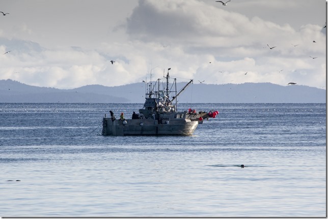 herring,fishing,Georgia Strait,Baynes Sound,ocean,nature,fish boat,herring fishery,Winter,Qualicum Bay,Highway 19A