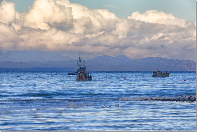 herring,fishing,Georgia Strait,Baynes Sound,ocean,nature,fish boat,Winter,Qualicum Bay,Highway 19A