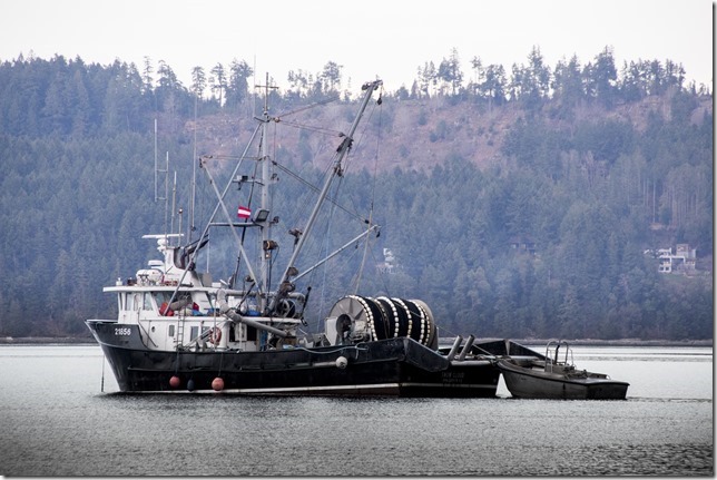 herring,fishing,Georgia Strait,Baynes Sound,ocean,nature,fish boat,Winter,Fanny Bay,Highway 19A