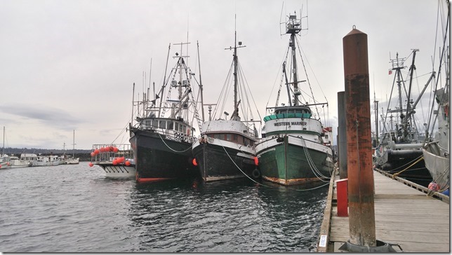 marina,fishboat,marina,fishing,ships,Campbell River,North Island,Discovery Marina