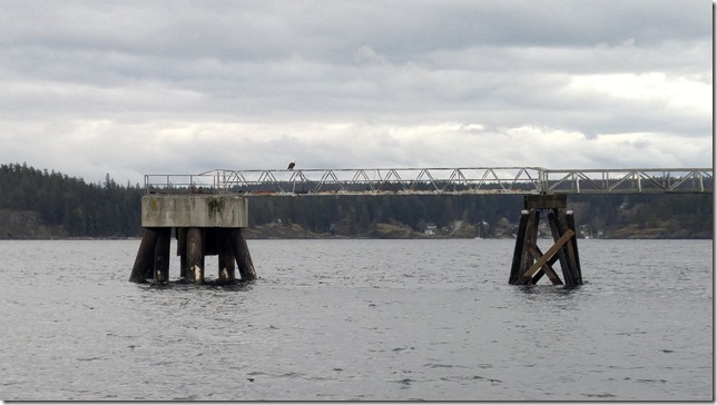 Campbell River,birds,spring,eagles,Discovery Passage,ocean,nature