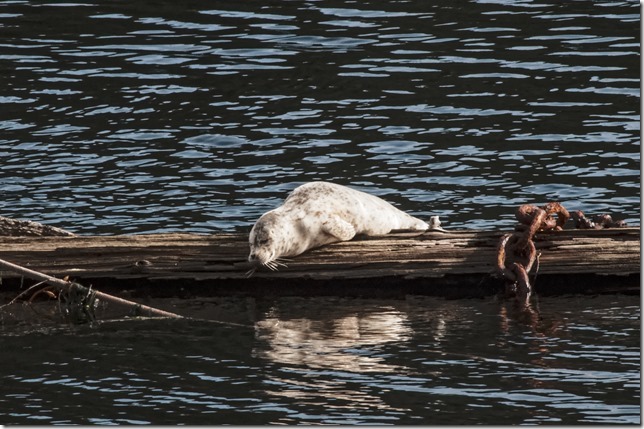 Bamfield,summer,tourism,Pacific Rim,seal,marine life