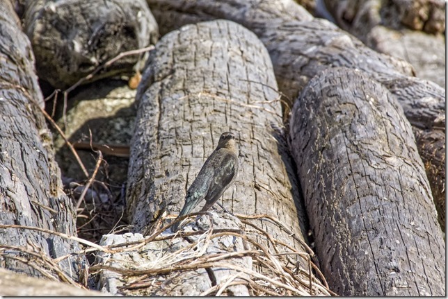 birds,beach,nature,spring,driftwood