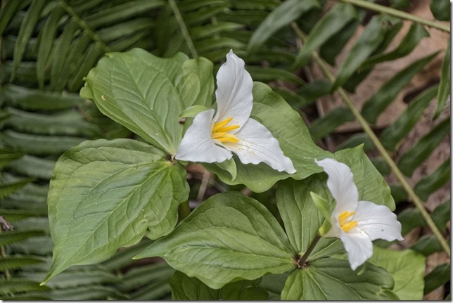Trilliums,British Columbia,flower,nature,spring,blossoms,Puntledge Recreation Area