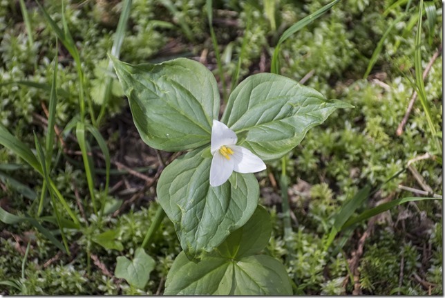 Trilliums,British Columbia,flower,nature,spring,blossoms,Puntledge Recreation Area