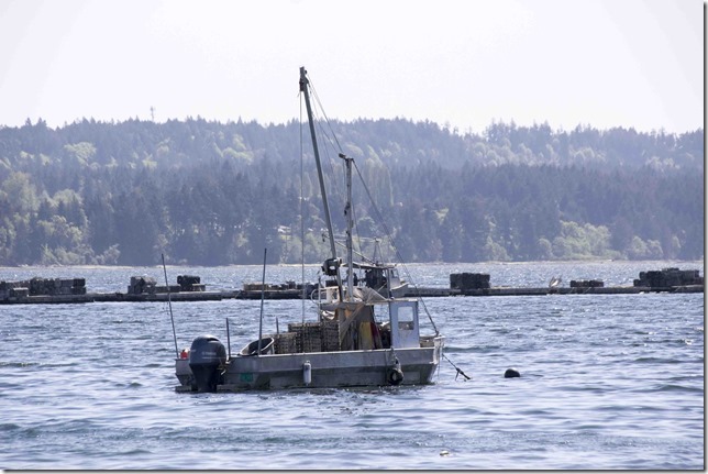 fishing,Georgia Strait,Baynes Sound,ocean,nature,fish boat,summer,Fanny Bay,Highway 19A,Oyster boats
