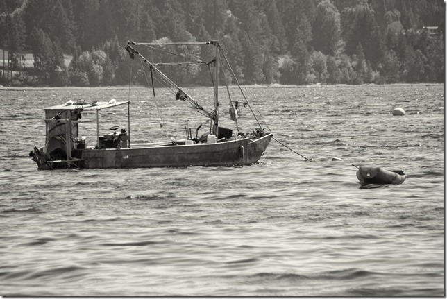 fishing,ships,ocean,fish boats,Baynes Sound,Denman Island,summer,Fanny Bay,Gulf Islands,Oyster boats