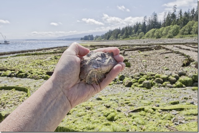 oysters,beach,shellfish,Fanny Bay,Highway 19A,Baynes Sound,summer