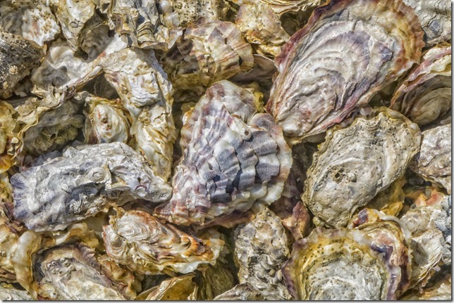 oysters,beach,shellfish,Fanny Bay,Highway 19A