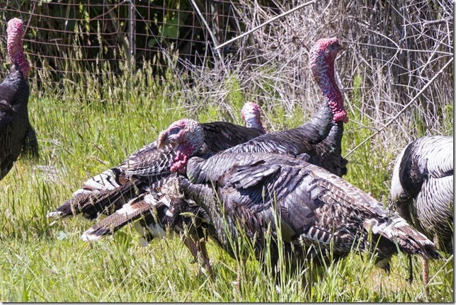 birds,nature,turkeys,Highway 19A,summer,free range,Bowser