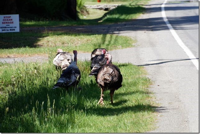 birds,nature,turkeys,Highway 19A,summer,free range,Bowser