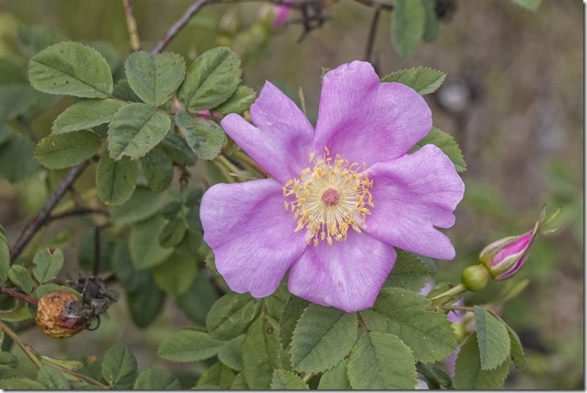 flowers,nature,blossoms,summer,plants,the colours of nature
