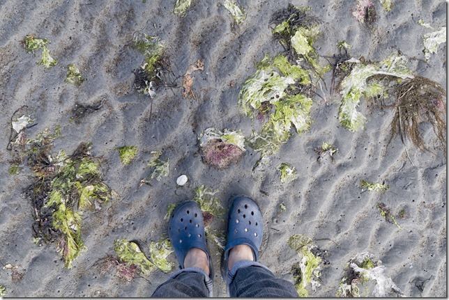 beach,ocean,nature,outdoors,Nanoose,Parksville,summer,Wall Beach,seaweed
