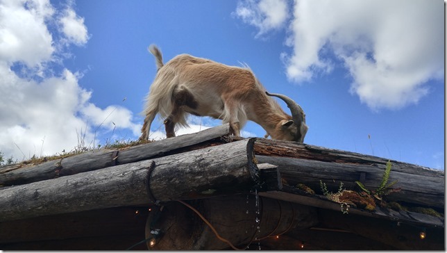 goats,Coombs,tourism,goats on the roof,summer,Coombs Emporium,Highway 4A