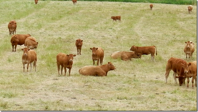 cattle,farm,time-lapse,time lapse,timelapse,Vancouver Island,British Columbia,Comox Valley,cows,nature