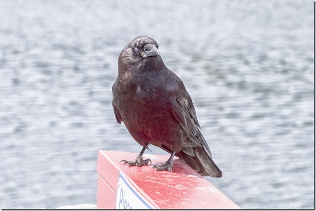 birds,nature,summer,Saltspring,BurgoyneBay,sharethecoast,CanonPro,BritishColumbia,GulfIslands,beautifulBC,cheekycrow