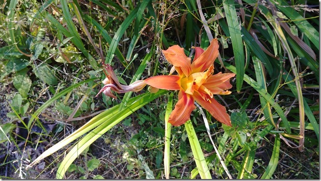 flowers,plants,orange,blossoms,nature,lily blossom