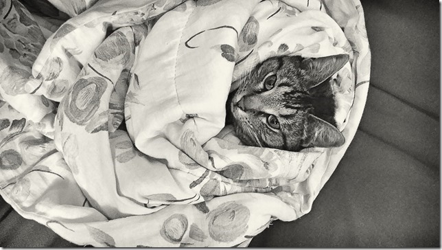 cat,kitty,pets,cat in a blanket