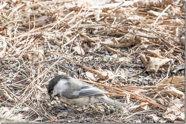 Ontario,conservation area, green belt,nature,birds,Ottawa,Mer Bleue Conservation