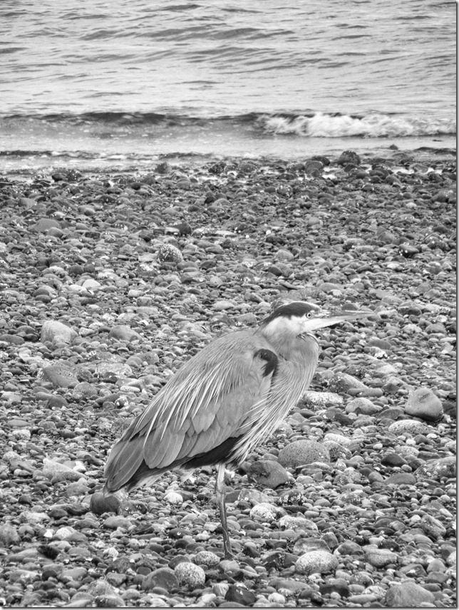 beach,birds,ocean,nature,black and white